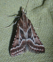 Stemmatophora borgialis