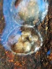 Ancylus fluviatilis