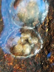 Ancylus fluviatilis