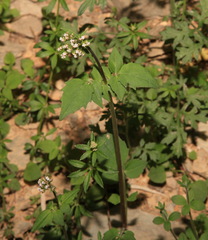 Valeriana flaccidissima