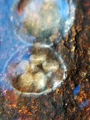 Ancylus fluviatilis