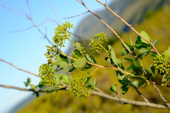 Heteromorpha arborescens arborescens