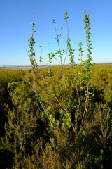 Heteromorpha arborescens arborescens