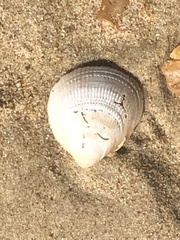 Laevicardium crassum