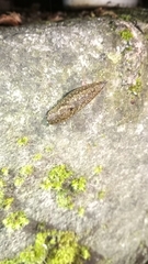 Geomalacus maculosus