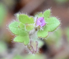 Veronica triloba
