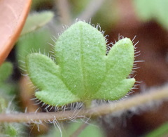 Veronica triloba