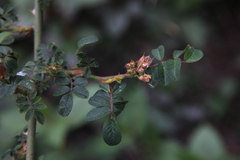 Rosa transmorrisonensis