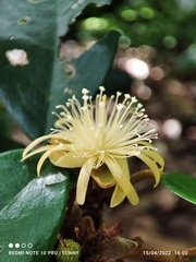 Boschia griffithii