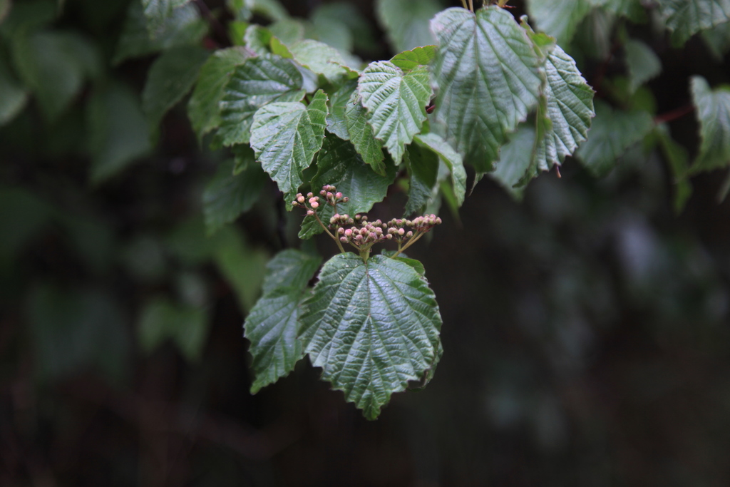 Birchleaf viburnum