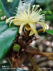 Boschia griffithii