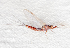 Leptophlebia