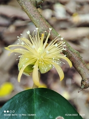 Boschia griffithii