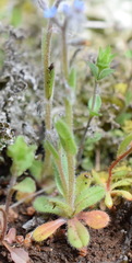Myosotis refracta