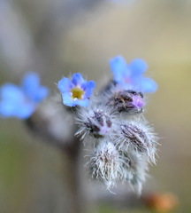 Myosotis refracta