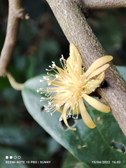 Boschia griffithii