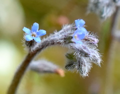 Myosotis refracta