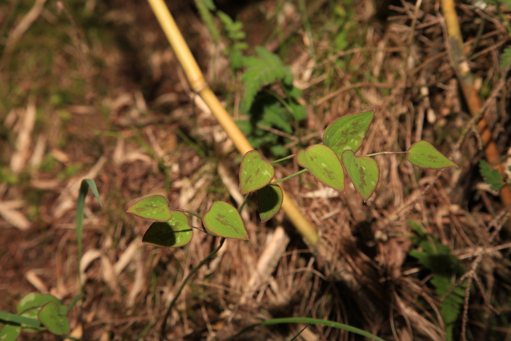 Smilax vaginata