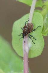 Rhinoncomimus latipes