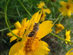 Eucera