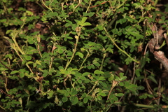 Rosa transmorrisonensis