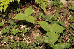 Trillium tschonoskii