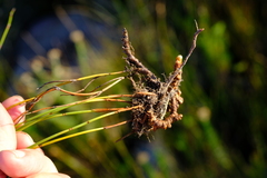 Elegia squamosa