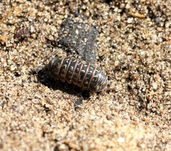 Armadillidium pictum