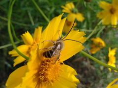 Eucera