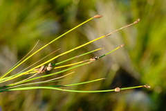 Elegia squamosa