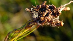 Elegia squamosa