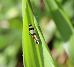 Macrobathra desmotoma