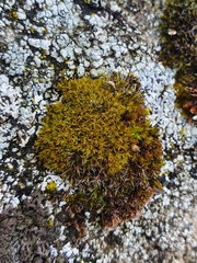 Zygodon viridissimus