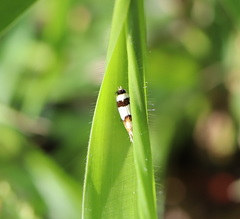 Macrobathra desmotoma