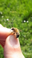 Eucera longicornis