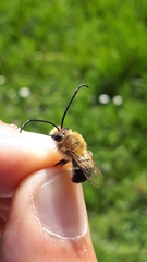 Eucera longicornis