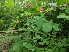 Clematis glaucophylla