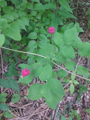 Clematis glaucophylla