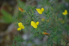 Ononis ramosissima