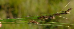 Schoenus cuspidatus