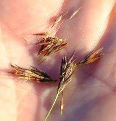 Schoenus cuspidatus