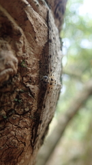 Percnia fumidaria