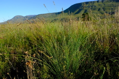 Schoenus cuspidatus