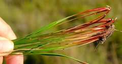 Schoenus cuspidatus