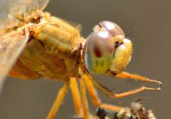 Crocothemis servilia
