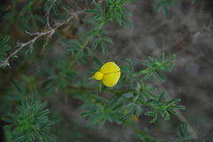 Ononis ramosissima