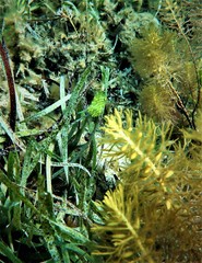 Brachaluteres jacksonianus