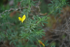 Ononis ramosissima