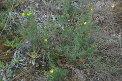 Ononis ramosissima