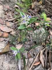 Polygala hongkongensis